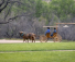 Buggy ride at Arizona Ranch